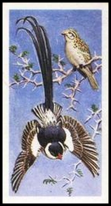 50 Pin Tailed Whydah
